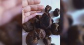 Чебоксарка пошла за грибами и нашла лжетрюфели на месте кабаньих раскопок