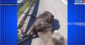 В Чувашии на М7 иномарка сбила двух лосей: в аварии выжили не все