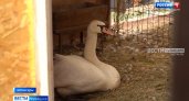 Раненого лебедя с Чебоксарского залива забрали на лечение: стая не приняла птицу