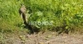 Метровую ящерицу повстречали среди леса в Чувашии