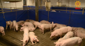 Чувашии вновь угрожает повальное сжигание свиней в хозяйствах
