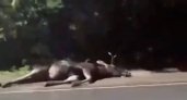 В Чебоксарах на шоссе сбили лося
