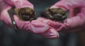 В Чувашии появились новые виды летучих мышей