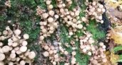 В лесах Чувашии замечен большой урожай пеньковых опят