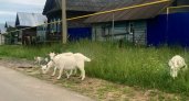 В Яльчиках хозяин растерзанной собаками козы судится с администрацией