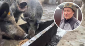 В Чувашии педагог переехал в деревню и завел кабанов: “Мясо необычное, но любители есть"
