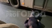 В Чебоксарах автобус сбил человека: "Дышал, скорее всего, будет жить"