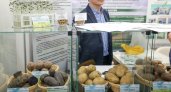 В Чебоксарах вновь выстроится очередь за семенной картошкой 