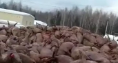 Названа причина гибели 1600 свиней в Звениговском районе