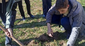 В Шумерле посадили голубую ель в память о погибшем на СВО земляке
