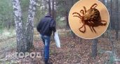 В Чувашии за неделю 28 человек обратились в больницы с присосавшимися клещами