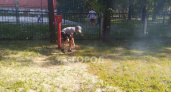 Дети подожгли тополиный пух около чебоксарской школы