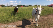 Жительница Янтиковского района продавала козу, а платить пришлось ей самой