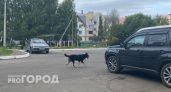 Бездомная собака вцепилась в голову маленького мальчика в Козловке