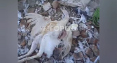 В Чебоксарском районе собаки загрызли ночью семь индюков: "Пролезли через щель"