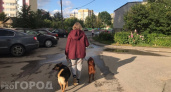 Чебоксарским собакам построят новые площадки для выгула за 3,5 миллиона рублей