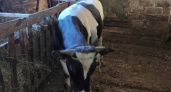 В Чувашии будут судить владельца зараженного сибирской язвой бычка