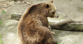 Жителей Чебоксарского района просят воздержаться от прогулок и походов в лес: медведи вышли к людям