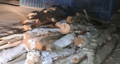 В Чувашии двое мужчин вырубили 14 дубов в лесничестве и стали уголовниками