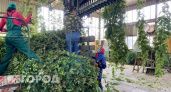 В Чувашии создали первую в России лабораторию по исследованию хмеля