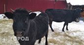 Более тысячи самозанятых в Чувашии с помощью государства купили коров, овец и коз