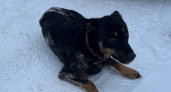 В Чувашии полицейские спасли жизнь пострадавшего в ДТП пса, который пытался отползти от дороги