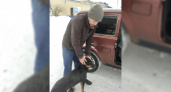 В Чувашии нашелся хозяин собаки, которую после ДТП спасли полицейские