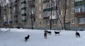 Бездомные собаки захватили чувашский город из-за бездействия властей