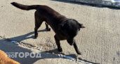 Новый приют для бездомных собак в Чувашии сможет за год принять более двух тысяч животных