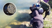 Благородная рыба будет очищать чувашский пруд от зелени: местные скинулись на молодь