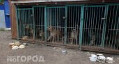 На строительство приюта для животных в Шумерле выделили более 260 миллионов рублей