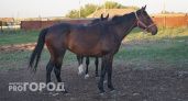 Лошади из Чувашии стали возможной угрозой распространения заразных и особо опасных болезней