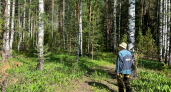 Лесники рискуют оказаться за решеткой: в России хотят ограничить сбор этого лесного дара