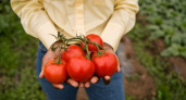 Мясистые и сочные: этот сорт помидоров нужно сеять уже сейчас - никогда не подводит