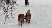 Жителям Чувашии запретили выгуливать взрослых собак без намордника и поменяли порядок регистрации животных