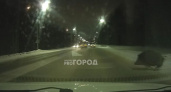 В Чебоксарах водитель едва увернулся от дикого животного