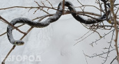 В Чувашии из-за аномального потепления стали просыпаться змеи: замечены в подвалах и у подъездов