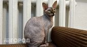 Чебоксарцы жалуются на жару в квартирах при включенном отоплении
