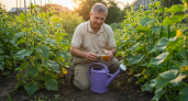 Добавляю йод в молоко для подкормки огурцов в июне: листья здоровые, а урожай обильный
