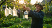 Соседи смеялись, а теперь сами повторяют: пакет с водой защищает урожай лучше дорогих химикатов
