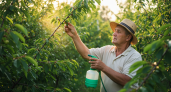 Вишню от монилиоза обрабатываю только в этот период: деревья растут здоровыми, а плоды — крупными и сладкими