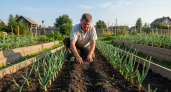 Сосед-дачник поделился французским методом подкормки чеснока: головки вырастут размером с яблоко