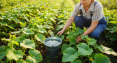 На грядку с огурцами теперь всегда размещаю емкость с солёной водой — урожай увеличивается в 10 раз