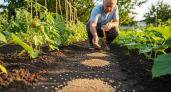 Муравьи покинут территорию и переселятся к соседям: рассыпала 2 доступные крупы в ключевых местах, и мой урожай защищен