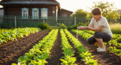 Добавляйте в июле на грядки – урожай утроится без лишних затрат: простая альтернатива навозу, которая работает даже на бедных почвах