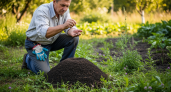Высыпал 1 горсть на муравейник — через 2 дня он опустел, муравьи покинули территорию полностью: совет опытного садовода