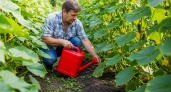 Добавляю 1 стакан под огурцы - они растут как бешеные, даже слабые растения обильно заплодоносят: лучшие подкормки для огурцов