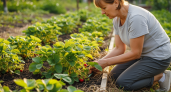 Что требуется, чтобы клубника сформировала много плодовых почек: как помочь ей восстановить силы после урожая и подготовиться к зиме
