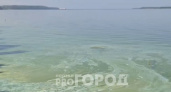 В Волге рядом с Чебоксарами стало неприятно купаться: вода покрылась сине-зелеными водорослями