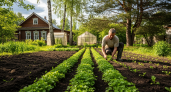 Засеваю пустые грядки дешевыми сидератами в августе. Соседи удивляются урожаю без единой подкормки